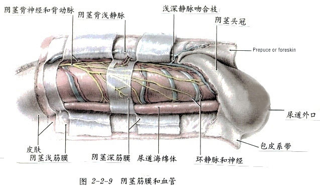 男性朋友该如何预防前列腺增生呢