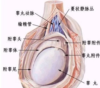 ôغ